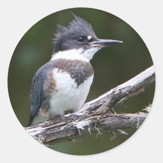 Adesivo Redondo punhal (Frente)