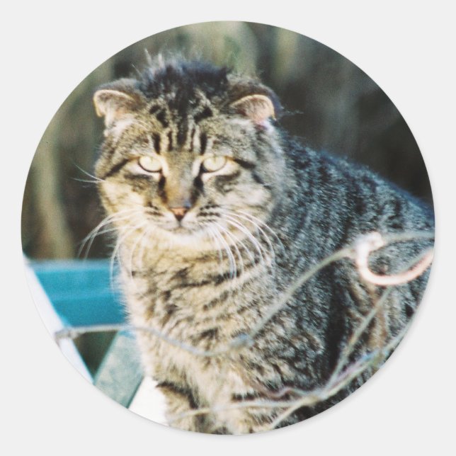 Adesivo Redondo Punk Rock Feral Tom Cat (Frente)