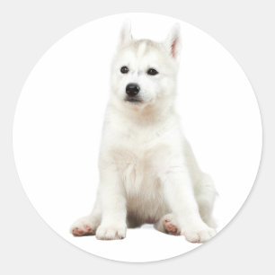 Adesivo Redondo "Pup Perfection - Adorable Dog Stickers