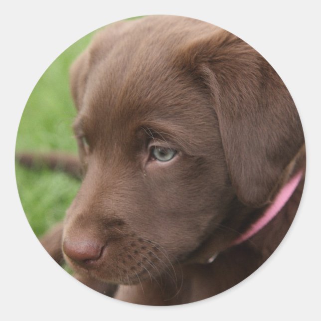 Adesivo Redondo Pup Sticker (Frente)