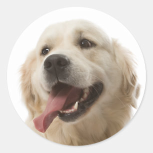Adesivo Redondo Puppy Dog Stickers Com Retriever de Ouro