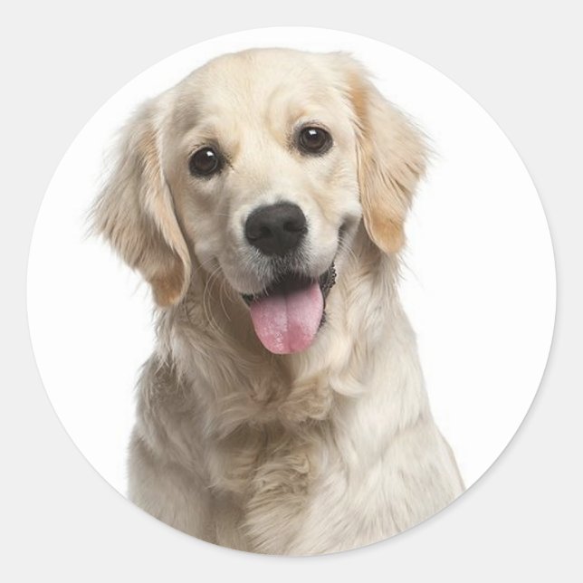 Adesivo Redondo Puppy Dog Stickers Com Retriever de Ouro (Frente)