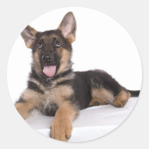 Adesivo Redondo puppy German shepherd