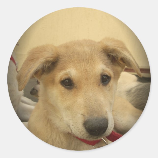 Adesivo Redondo Puppy Love: Melhor Amigo do Homem (Frente)