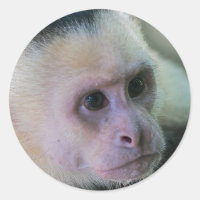Pura vida para macaco-prego com cara branca