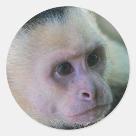 Adesivo Redondo Pura vida para macaco-prego com cara branca