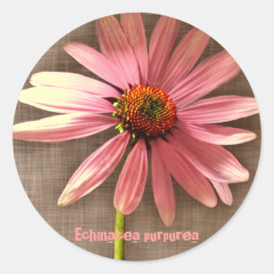 Adesivo Redondo Purple Cone Flower Echinacea