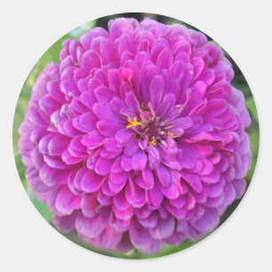 Adesivo Redondo Purple Dahlia