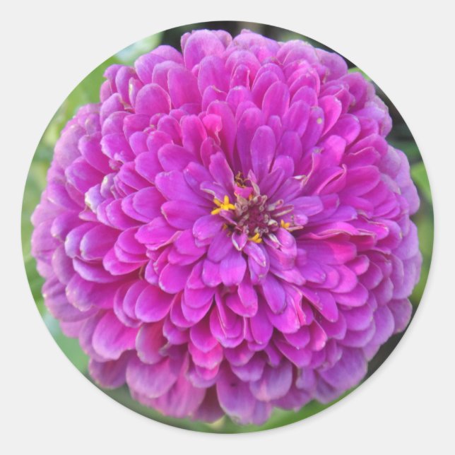 Adesivo Redondo Purple Dahlia (Frente)