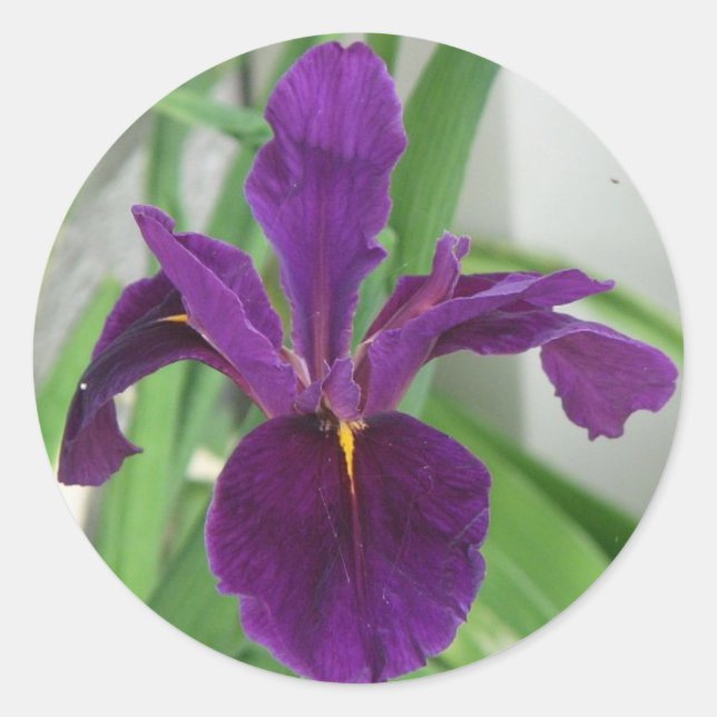 Adesivo Redondo Purple Iris (Frente)