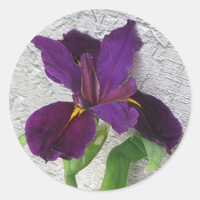 Adesivo Redondo Purple Iris (Frente)
