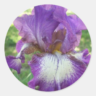 Adesivo Redondo Purple Iris