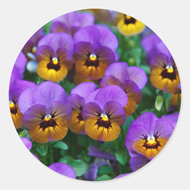 Adesivo Redondo Purple Pansies (Frente)
