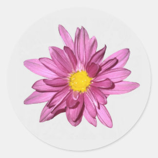 Adesivo Redondo Púrpura clara de Gerbera Stickers