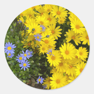 Adesivo Redondo Púrpura e Cola amarela