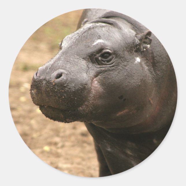 Adesivo Redondo Pygmy Hippo Sticker (Frente)