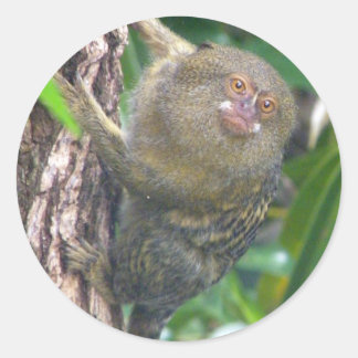 Adesivo Redondo Pygmy Marmoset