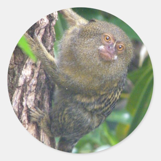 Adesivo Redondo Pygmy Marmoset (Frente)