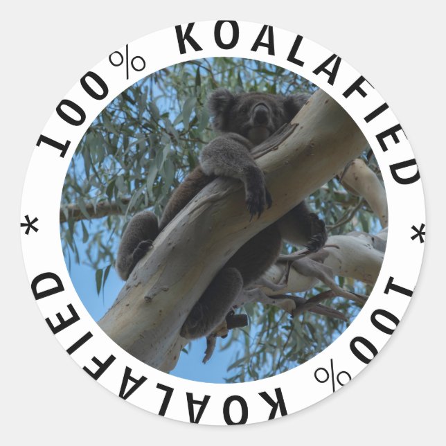 Adesivo Redondo Qualificado Koalafied Cute Funny Koala em uma árvo (Frente)