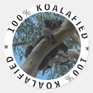 Adesivo Redondo Qualificado Koalafied Cute Funny Koala em uma árvo