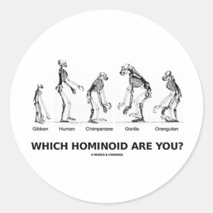 Adesivo Redondo Que Hominoide Você É? (Hominid Skeletons)