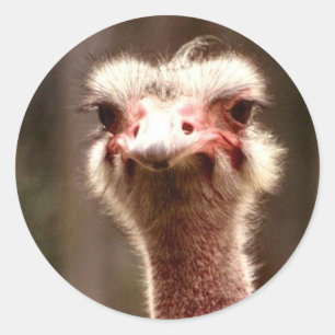 Adesivo Redondo Que você está olhando?