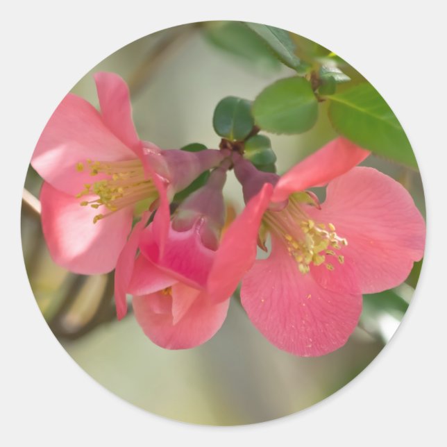 Adesivo Redondo Quince Florescendo Rosa (Frente)