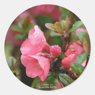 Adesivo Redondo Quince Florindo Rosa de Primavera