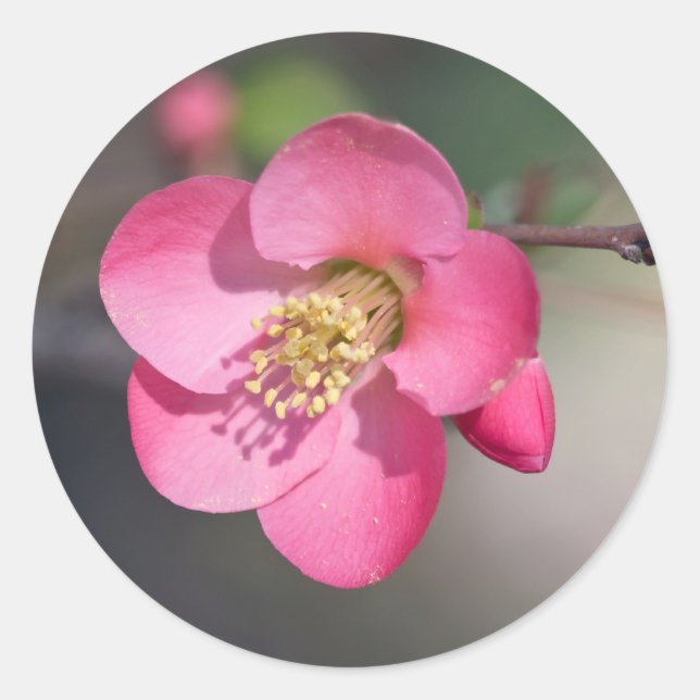 Adesivo Redondo Quince Rosa Perfeito em Flor (Frente)