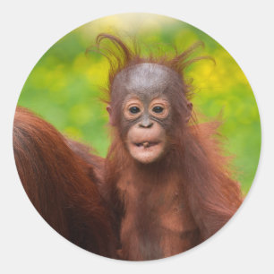 Adesivo Redondo Quirky Charm de um Bebê Orangutan