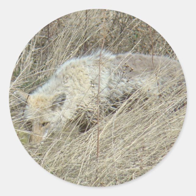 Adesivo Redondo R13 Coyote em Grama Alto (Frente)
