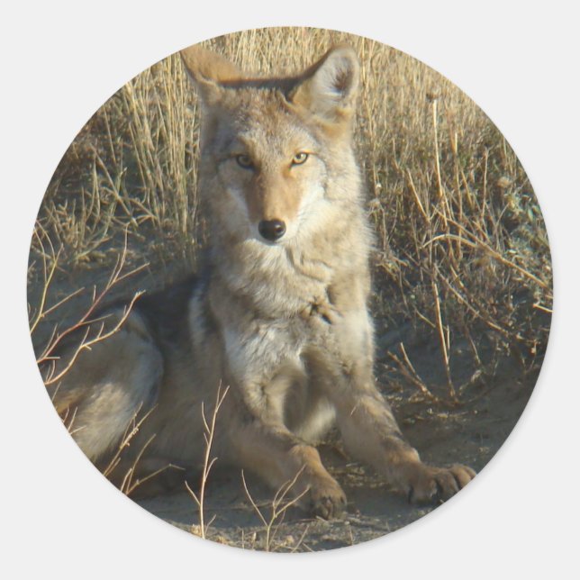 Adesivo Redondo R15 Coyote Deitado (Frente)