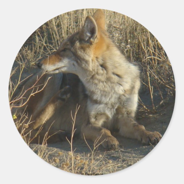 Adesivo Redondo R16 Coyote Scratching (Frente)