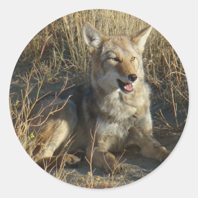 Adesivo Redondo R18 Coyote Lay (Frente)