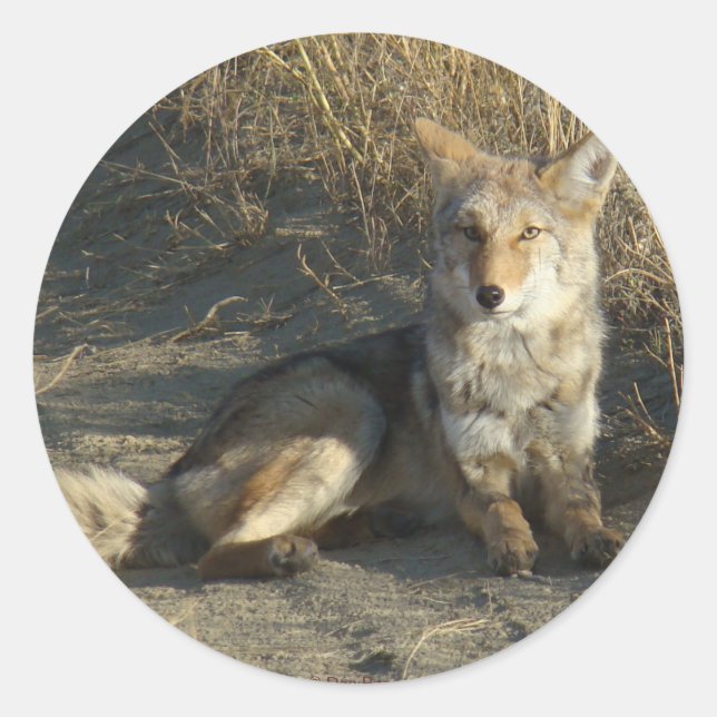 Adesivo Redondo R19 Coyote Deitado (Frente)