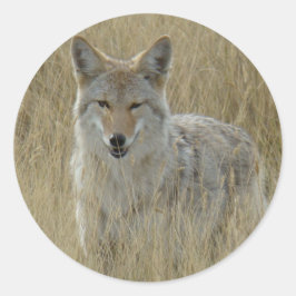 Adesivo Redondo R2 Coyote na Grama Alta