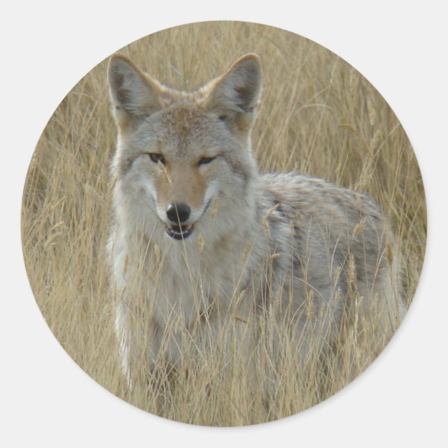 Adesivo Redondo R2 Coyote na Grama Alta (Frente)