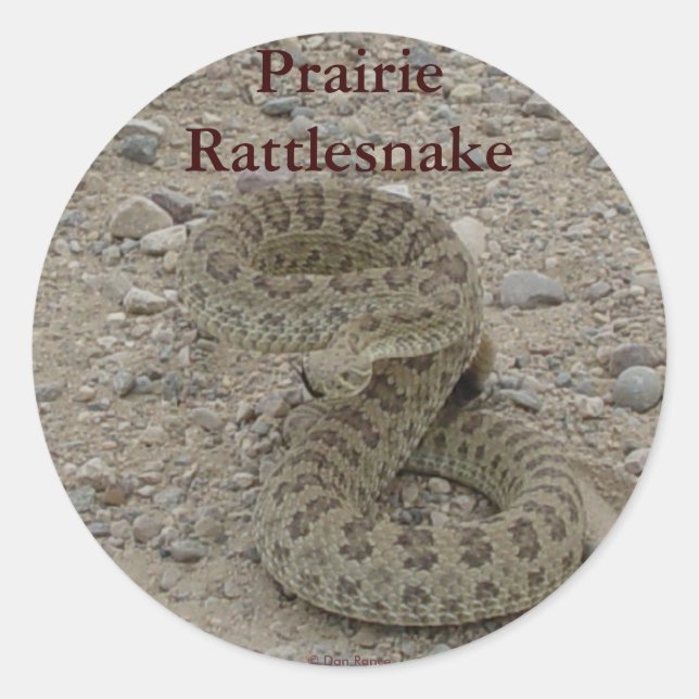 Adesivo Redondo R9 Prairie Rattlesnake Coil (Frente)