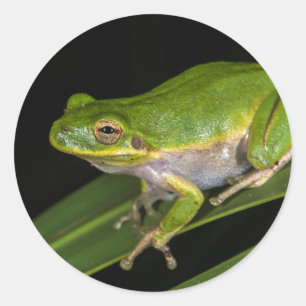 Adesivo Redondo Rã-verde (Hyla cinerea) 2