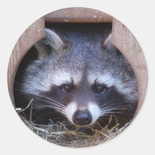 Adesivo Redondo RACOON GUAXINIM by Louis Glineur