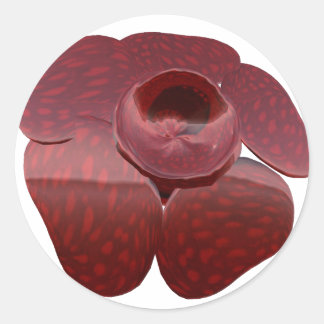 Adesivo Redondo Rafflesia Stickers
