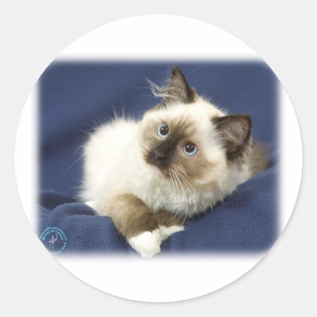 Adesivo Redondo Ragdoll Cat 9W082D-011 (Frente)