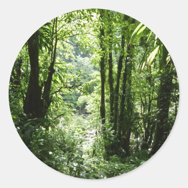 Adesivo Redondo Rain Forest II Tropical Verde (Frente)