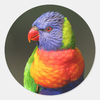 Adesivo Redondo Rainbow Lorikeet