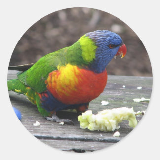Adesivo Redondo Rainbow Lorikeet