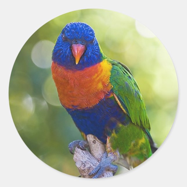 Adesivo Redondo Rainbow Lorikeet (Frente)