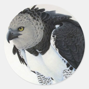 Adesivo Redondo "RainForest-Harpy Eagle"