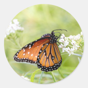 Adesivo Redondo Rainha Borboleta Amanhã em Milkweed