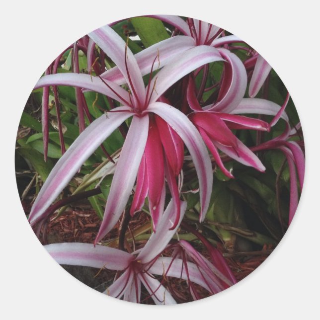 Adesivo Redondo Rainha Emma, Roxo Crinum Lily (Frente)