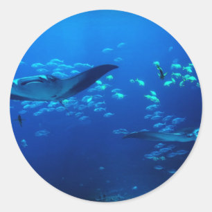 Adesivo Redondo Raios de Manta